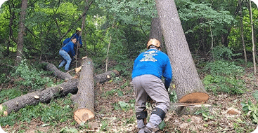 Tree removal services