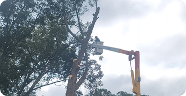 Tree trimming services