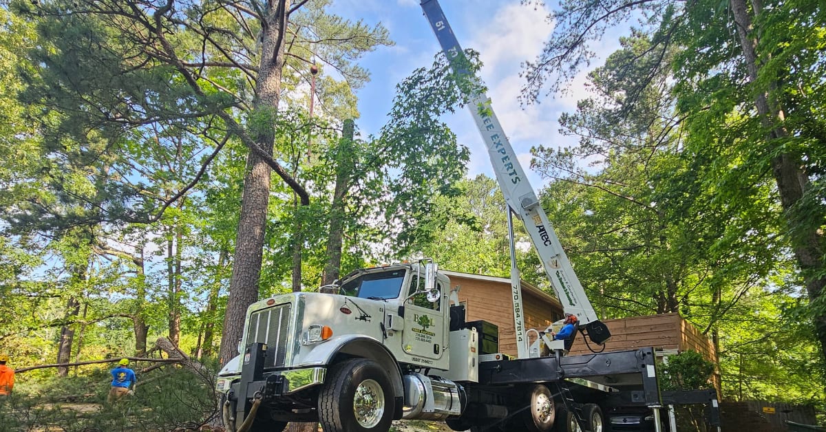Tree Pruning s ervice image