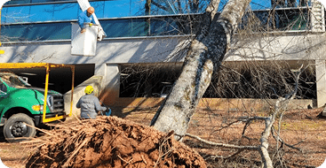 Tree services image