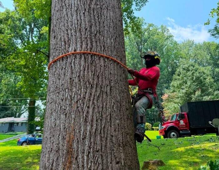 A&G TREE SERVICES tree service work