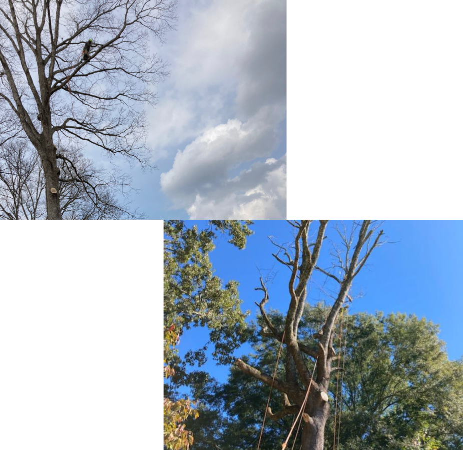 Photo of A&G TREE SERVICES