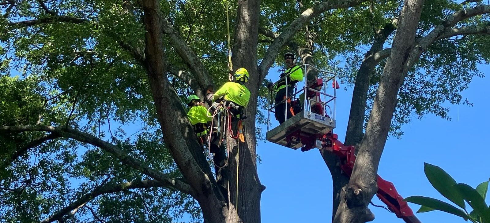 Photo of Restoration Tree Care