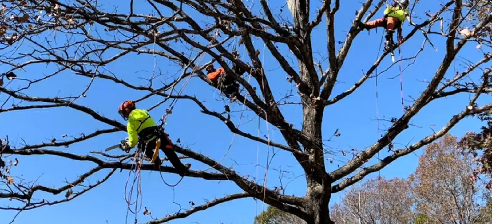 Tree Trimming