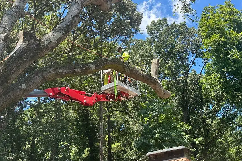 House clearing tree trimming
