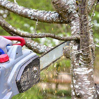 Tree trimming and pruning 1920w