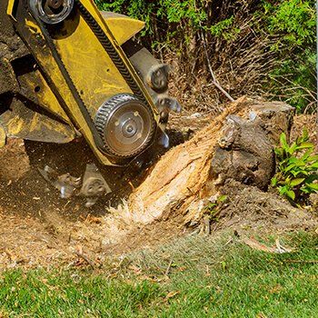 Photo of Gordon Pro Tree Service
