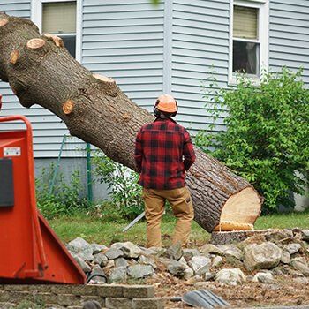 Tree removal 1920w