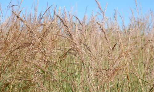 Photo of LawnStarter