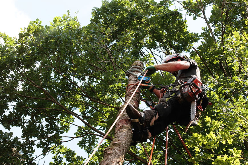 Photo of Southern Star Tree Services