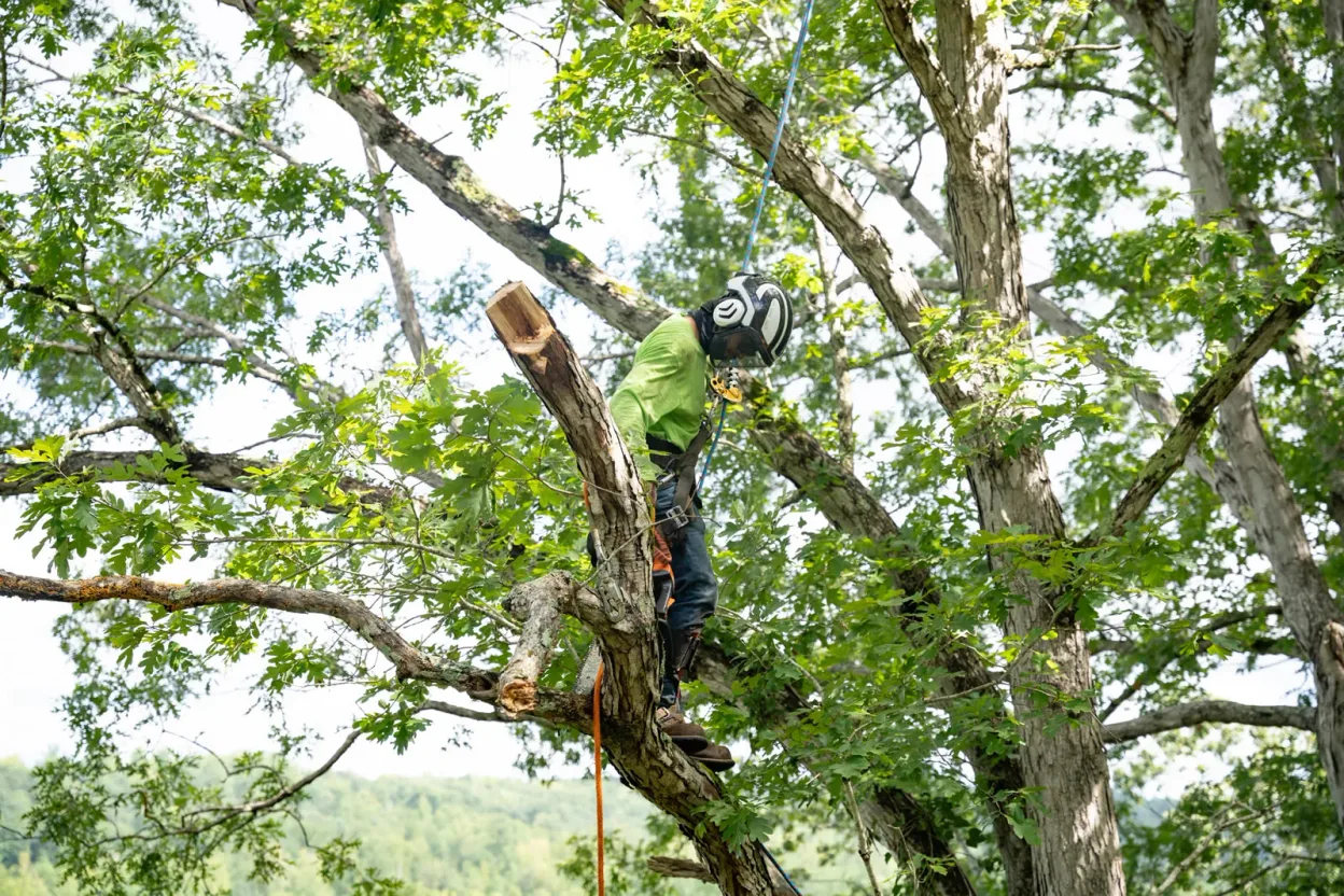 Southern Star Tree Services tree service work