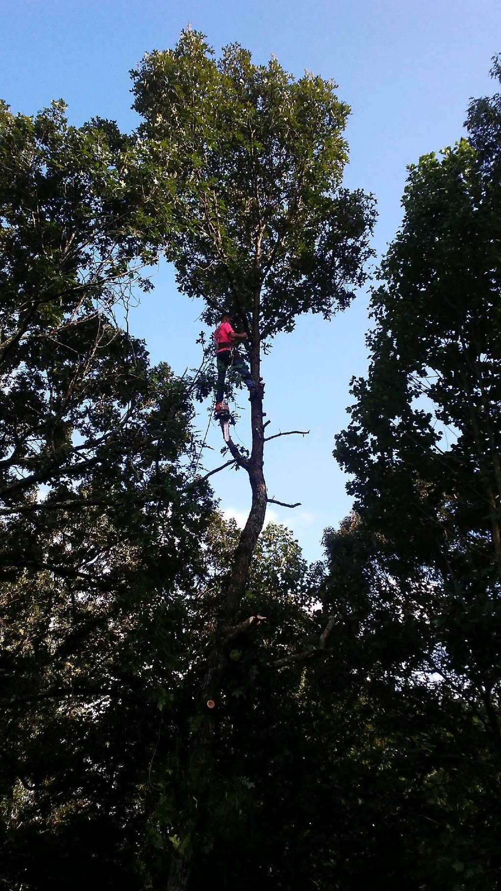 J.M.S tree removal, inc tree service work