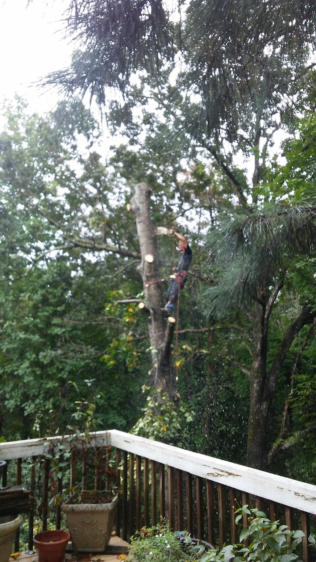 J.M.S tree removal, inc tree service work