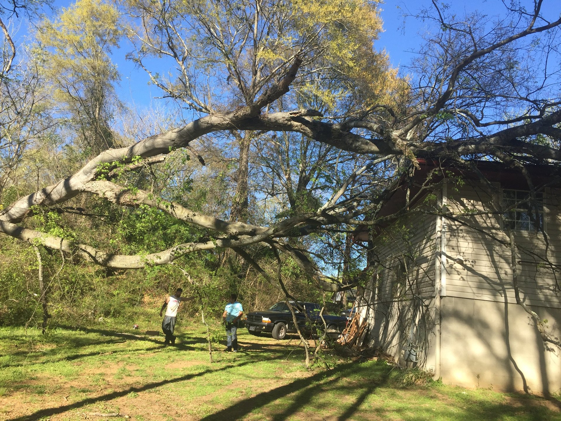 J.M.S tree removal, inc tree service work