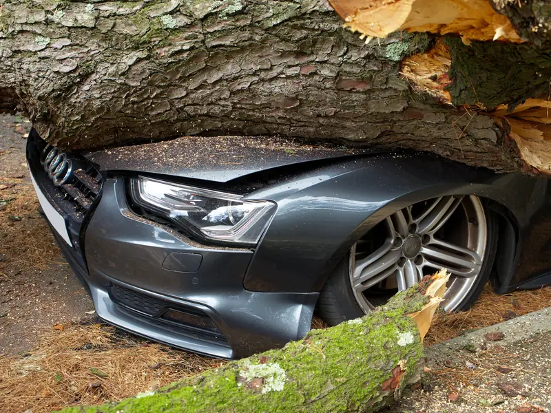 Tree service md