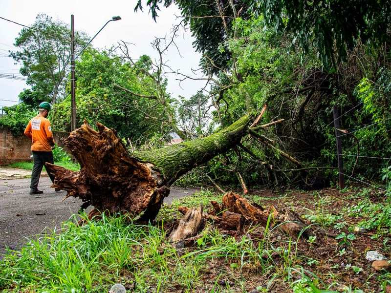 Storm damage cleanup md