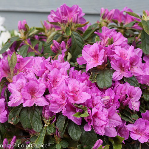 Azalea bloom a thon lavender azalea