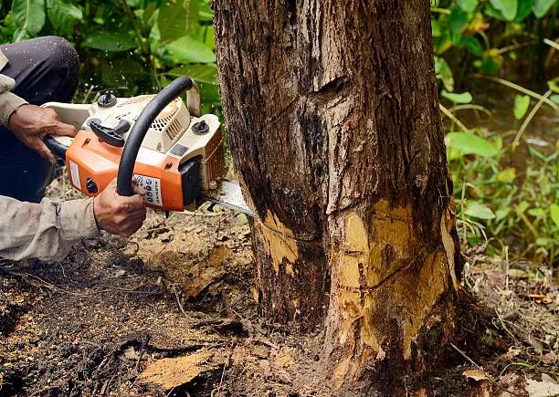 Golden Leaf Tree Service tree service work