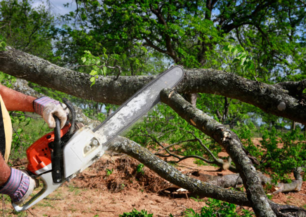 Golden Leaf Tree Service tree service work