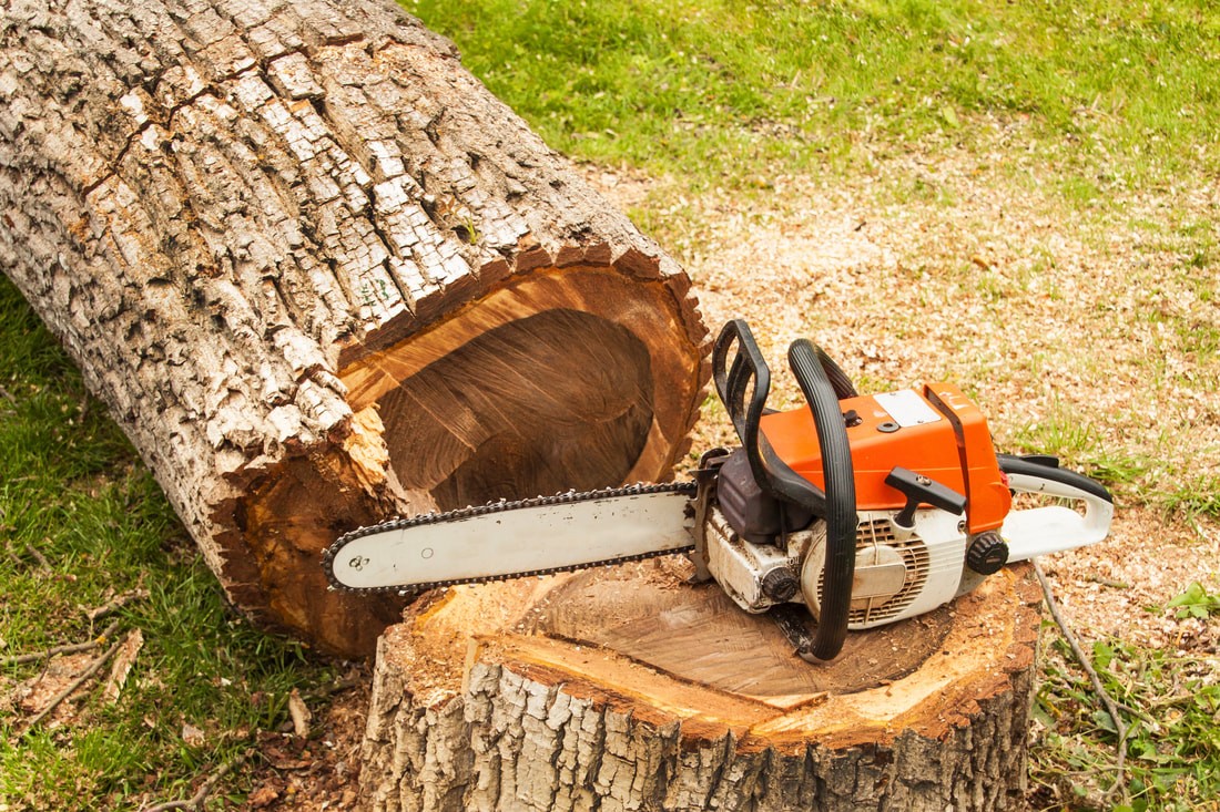 Golden Leaf Tree Service tree service work