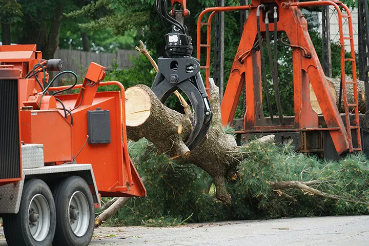 Golden Leaf Tree Service tree service work