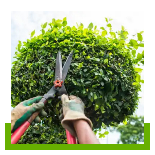 Photo of Dream Of The Monarch Butterfly Tree Services LLC