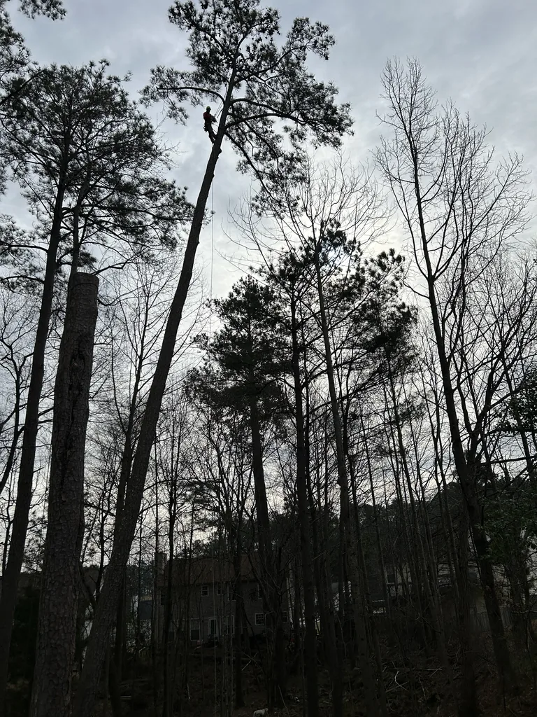Dream Of The Monarch Butterfly Tree Services LLC tree service work