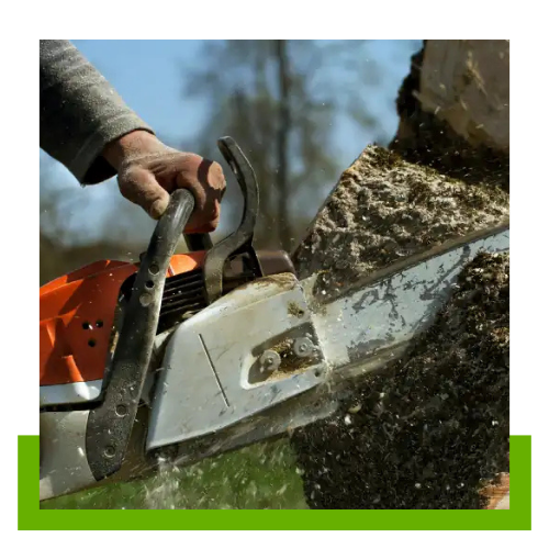 Dream Of The Monarch Butterfly Tree Services LLC tree service work