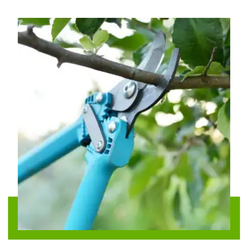 Dream Of The Monarch Butterfly Tree Services LLC tree service work