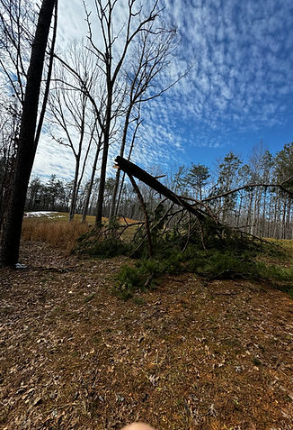 Photo of Woodland Works Tree & Stump