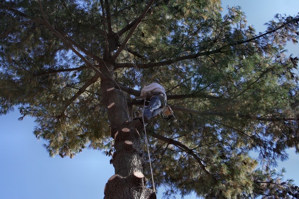 Tree Service