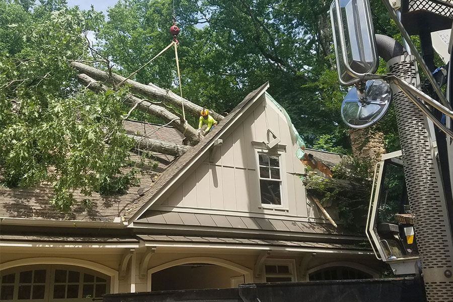 Tomahawk Tree Service tree service work
