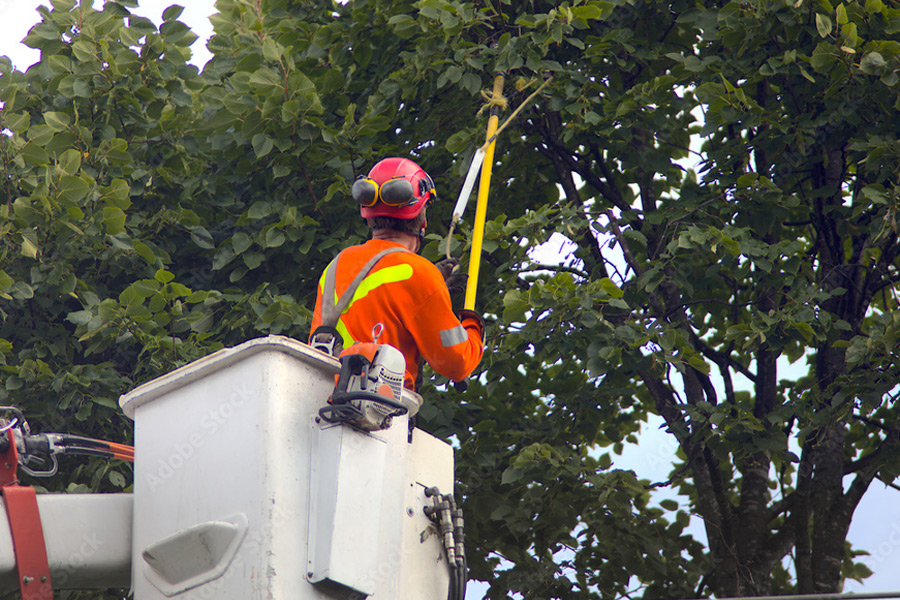 Tree trimming hp