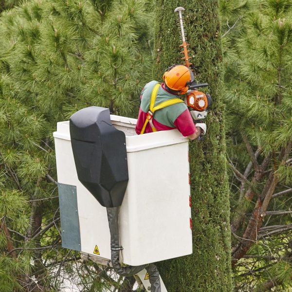 Equiped worker pruning a tree on a crane works