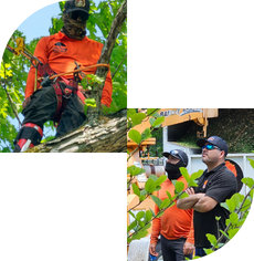 Safe Work and Team Next Pro Tree Care