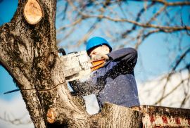 Tree Removal