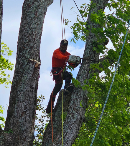 Safe Tree Pruning at Height Next Pro Tree Care