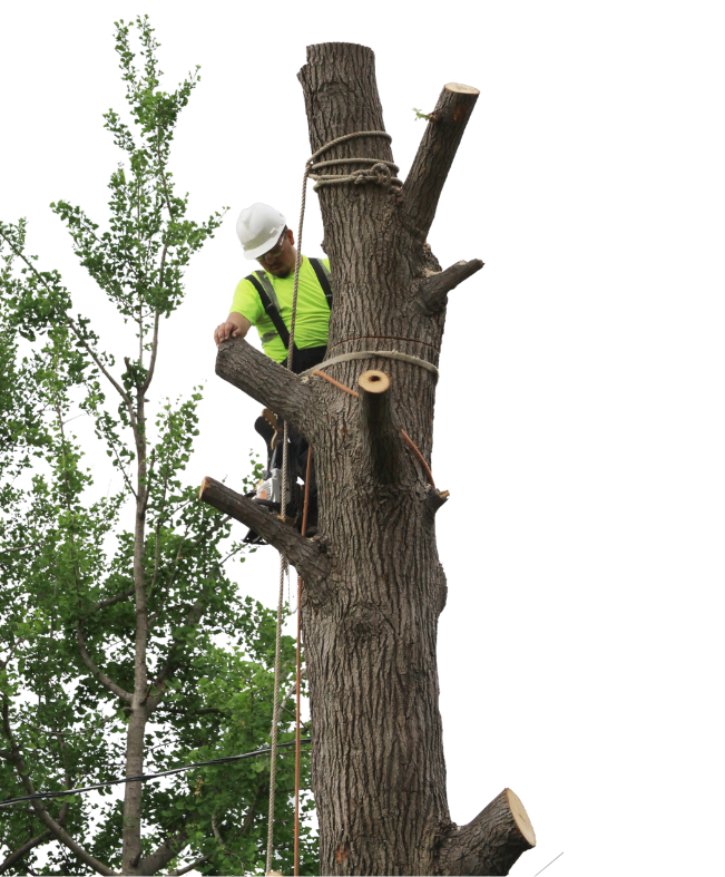 Tree Experts Next Pro Tree Care
