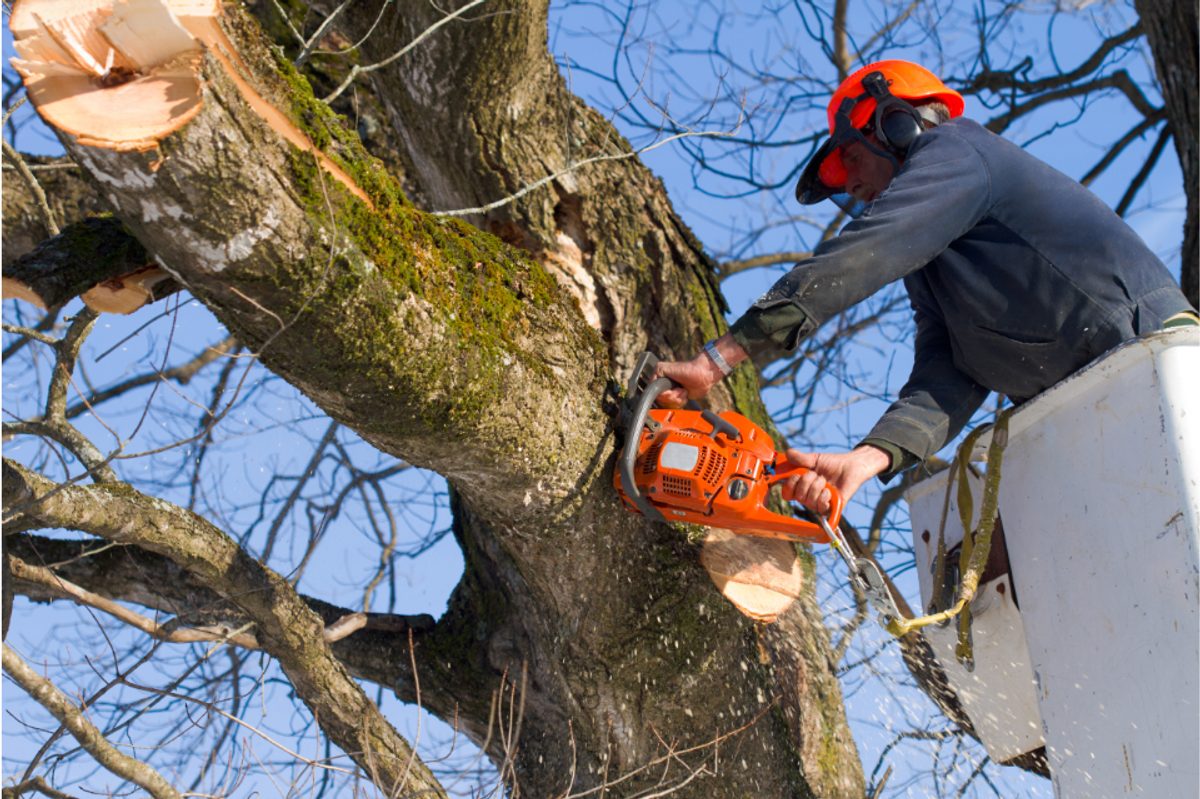 Tree trimming pruning sandy springs