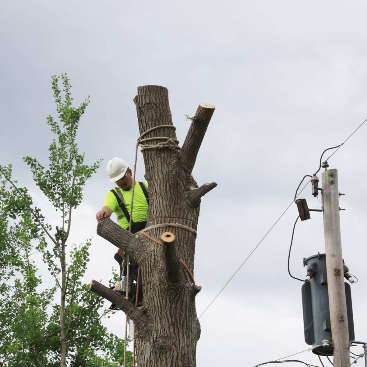 Tree crew sandy springs