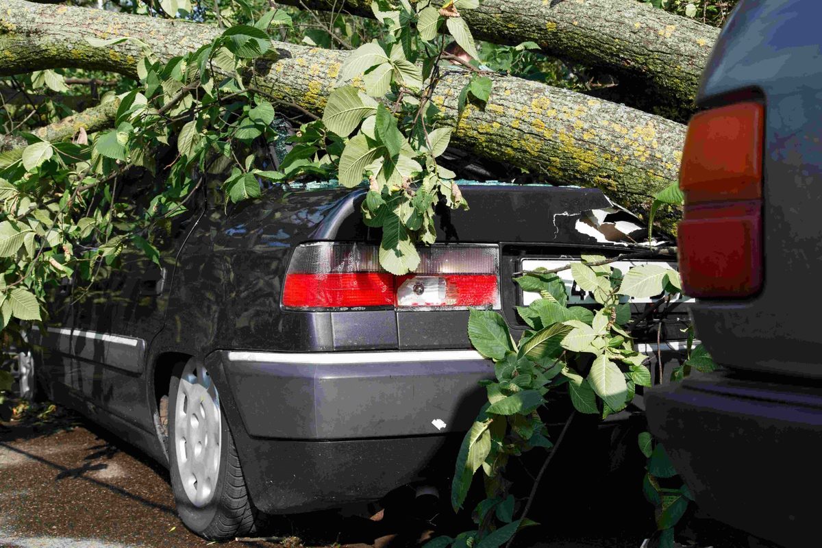 Tree removal sandy springs