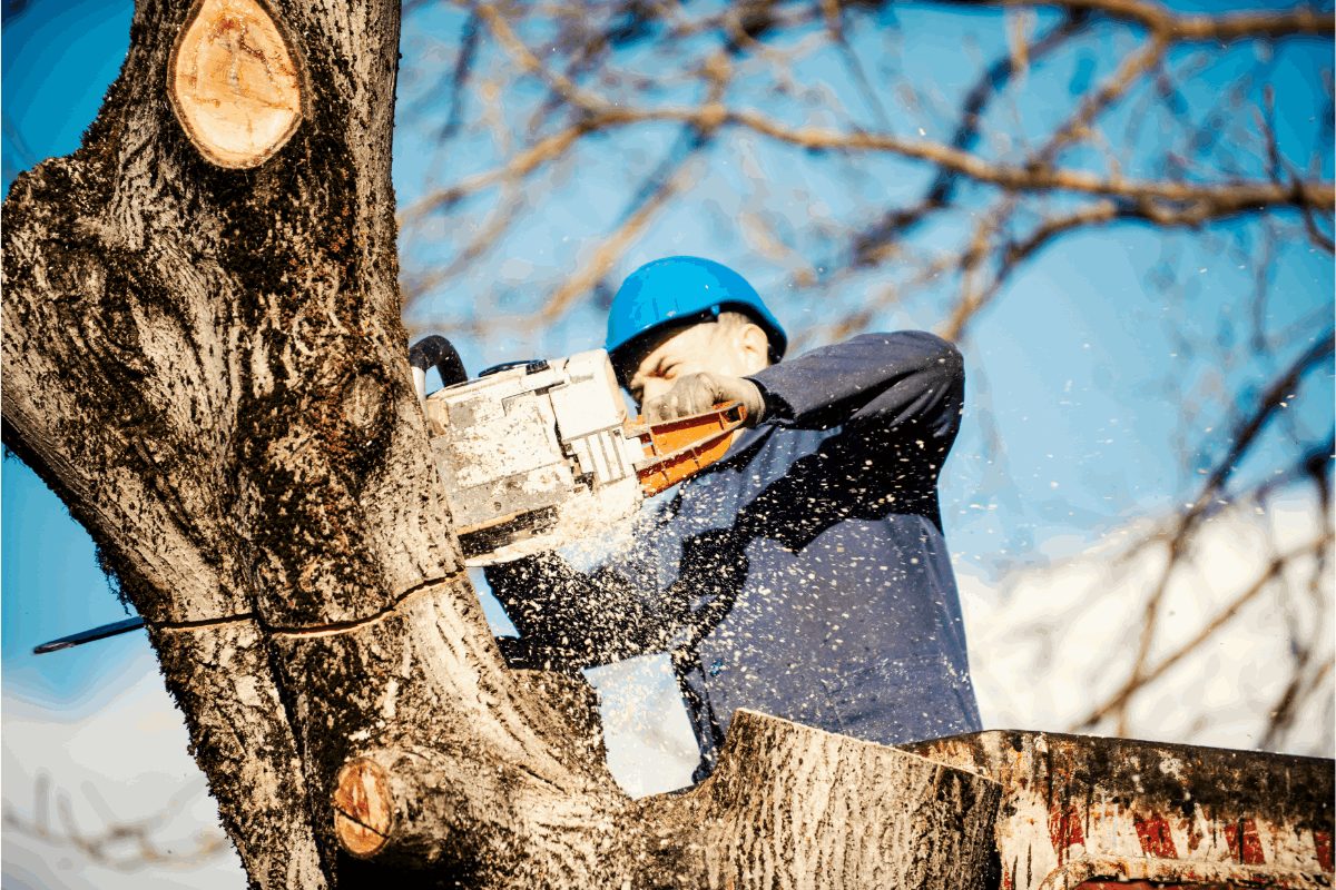 Tree removal sandy springs