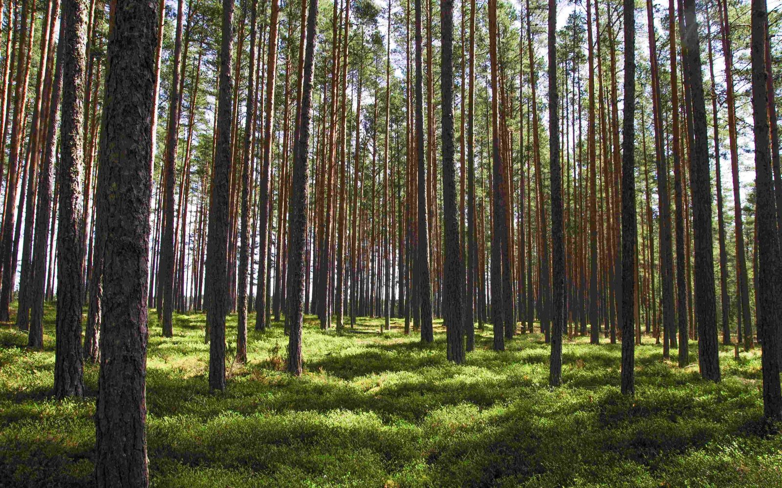 Photo of Hank's Tree Pros