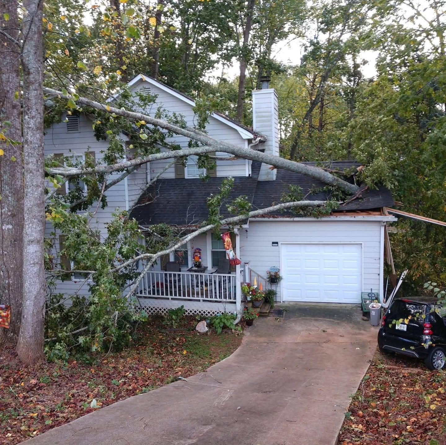 Active Tree Service tree service work