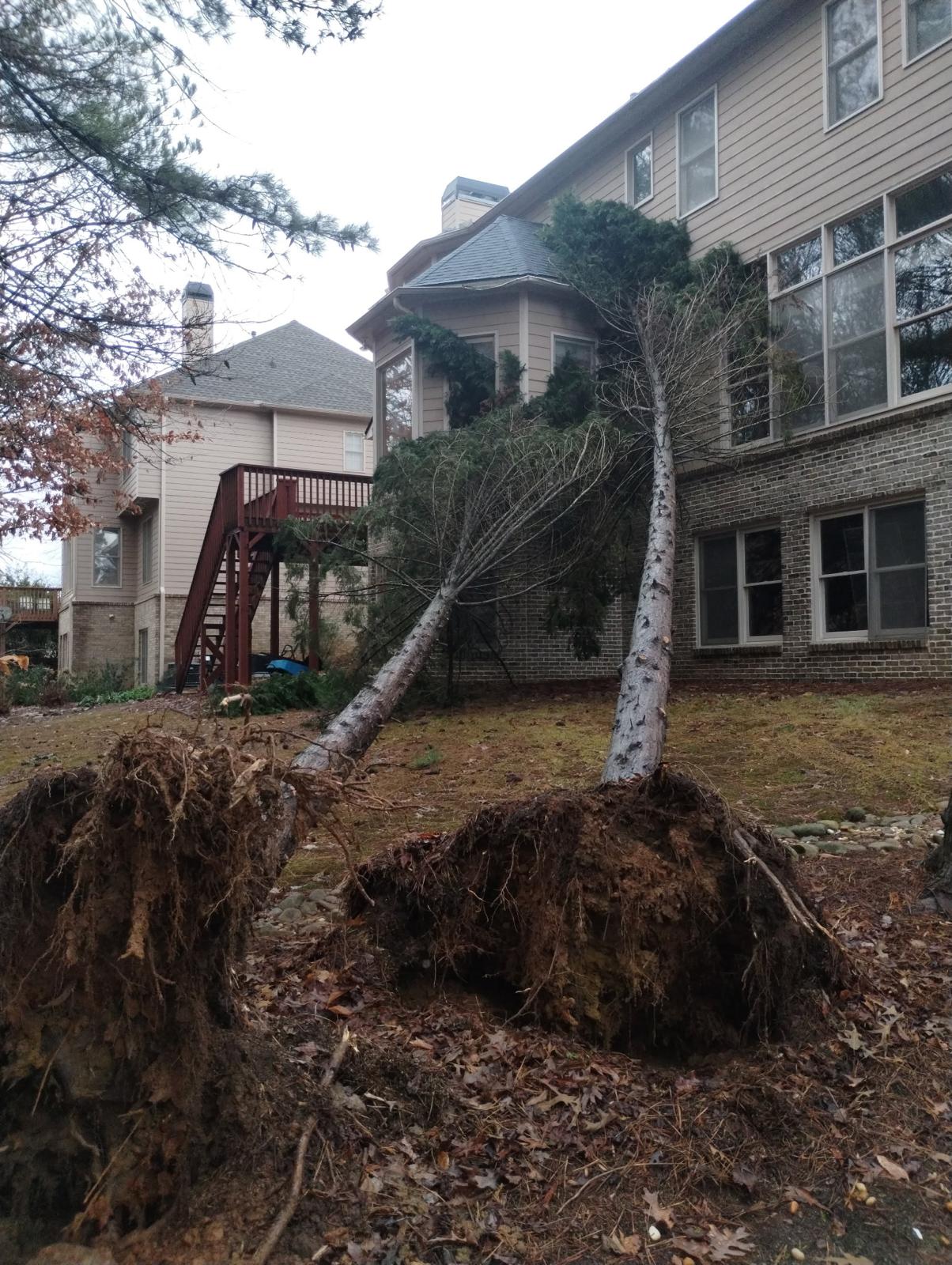 Active Tree Service tree service work