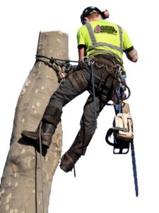 Tree cutting service atlanta