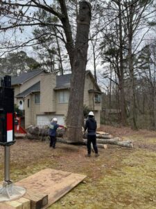 Aable John's Tree Service tree service work