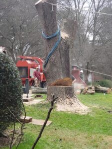 Aable John's Tree Service tree service work