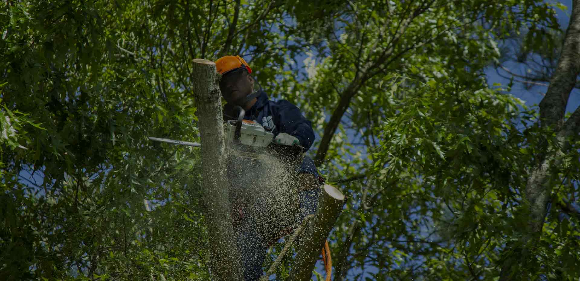 Photo of Aable John's Tree Service