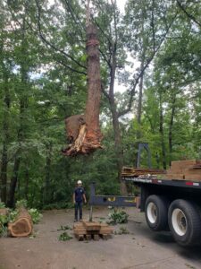 Aable John's Tree Service tree service work